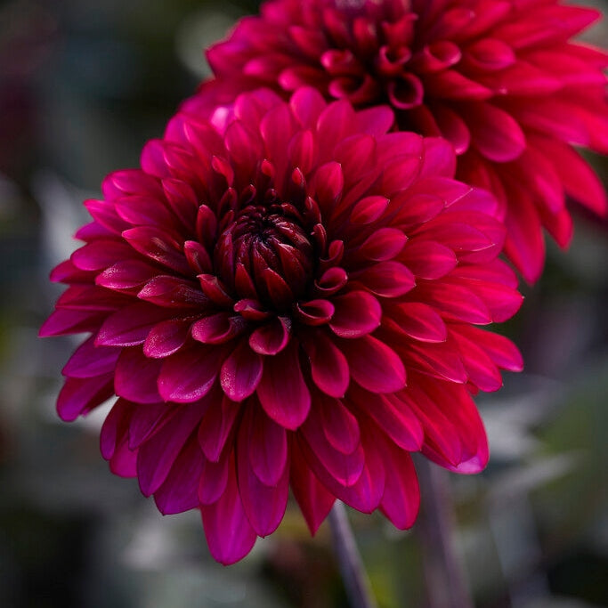 Dahlia Dekorativ Purple Flame 1-pack NYHET